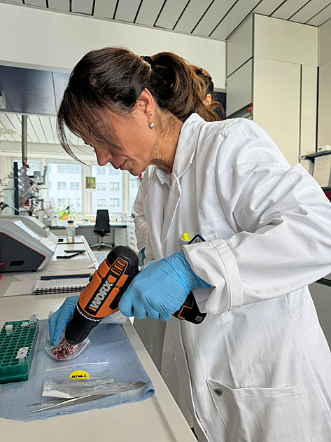 Person stehend bei der Probengewinnung aus gefrorenem Material im Labor.