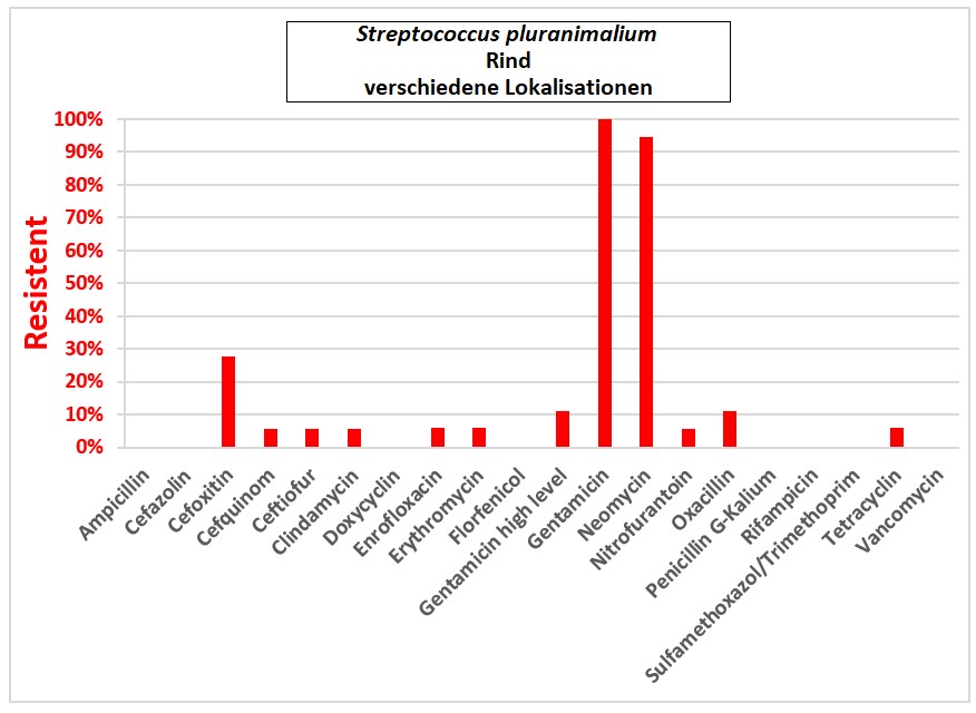 Balkendiagramm: Steptococcus pluranimalium.