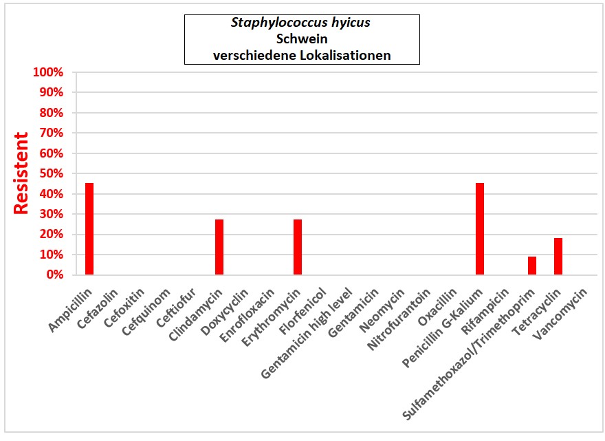 Balkendiagramm: Staphylococcus hyicus.