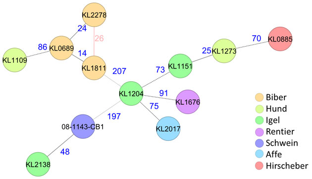 Abb. 4: Charakterisierung von C. ulcerans mittels Gesamtgenomsequenzierung und cgMLST zur Darstellung von Verwandtschaftsgraden.