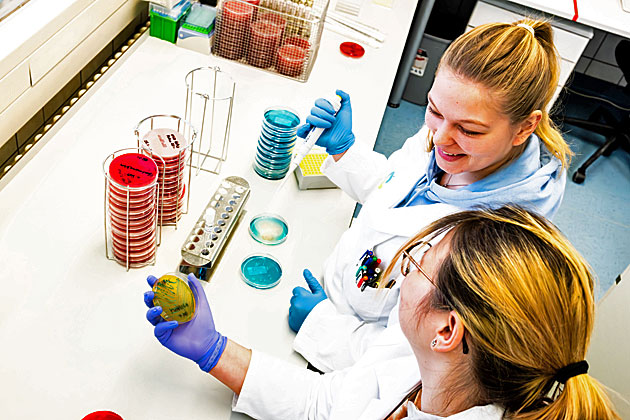 Bild 1: Blick in das Labor Bakteriologie am CVUA Stuttgart. Zwei Labormitarbeiterinnen fertigen bakteriologische Präparate auf Agarplatten an.