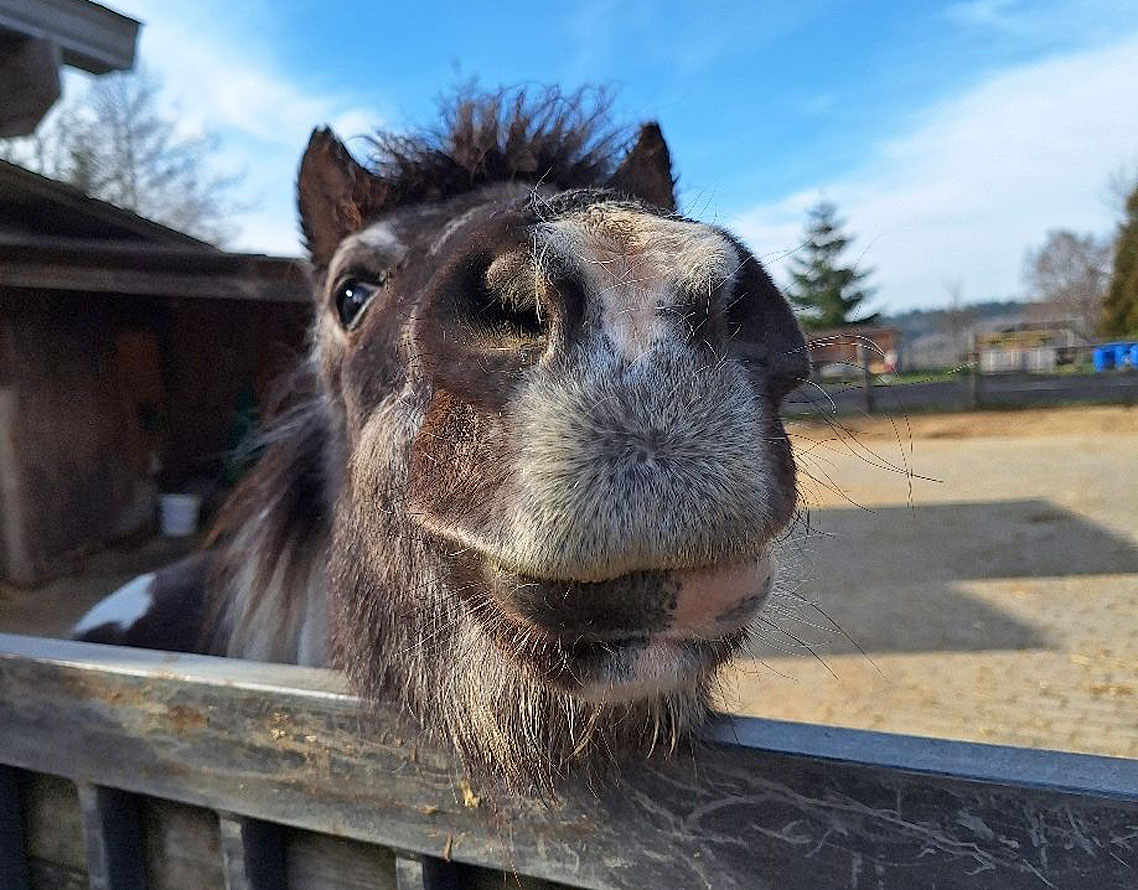 Foto eines Pferdes.