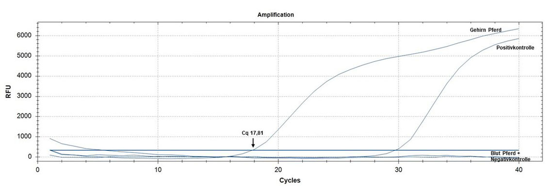 Real-Time qPCR-Amplifikationskurven bei dem Pferd.