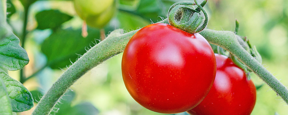 Tomaten am Strauch; Quelle: Pixabay.