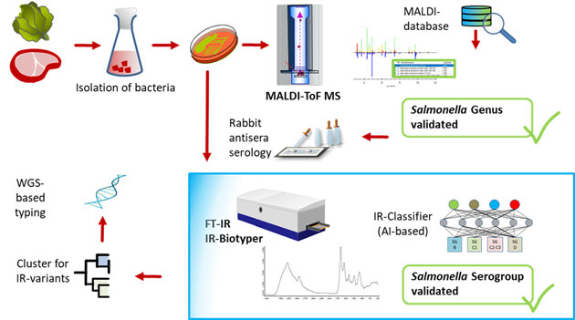 Abbildung 3 (Schaubild): Arbeitsgang zur Identifizierung und Feintypisierung von Salmonellen aus Lebensmitteln und Tieren.