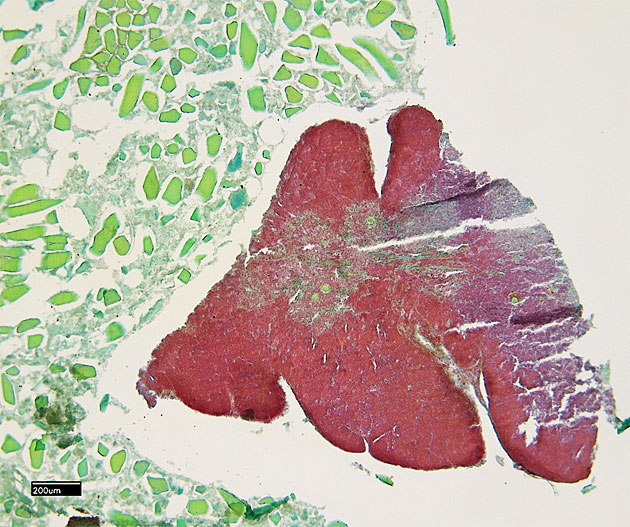 Histologisches Pr�parat: Thymus in Leberwurst (rot gef�rbte Strukturen).