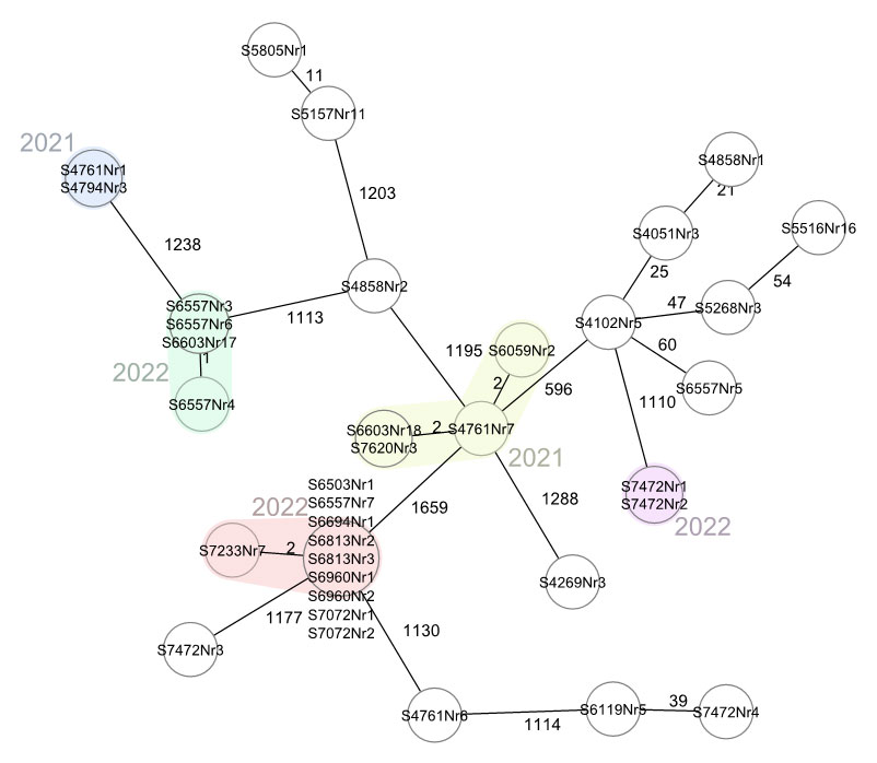 Abbildung 4: Minimum Spanning Tree (Ridom SeqSphere+) aller Isolate des Betriebs B ab 2021.