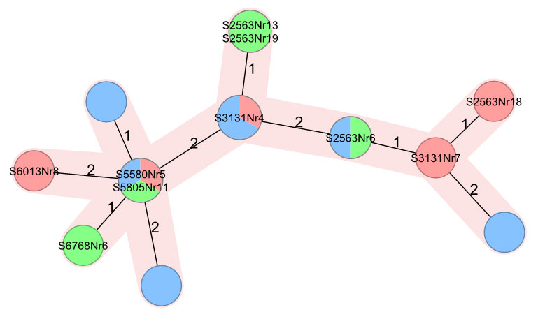 Abbildung 5: Minimum Spanning Tree (Ridom SeqSphere+) von Isolaten eines Ausbruches.