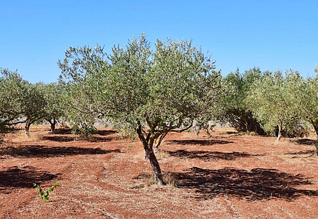 Das Bild zeigt einen spanischen Olivenhain mit mehreren knorrigen Olivenb�umen und silbergr�nem Blattwerk. Der trockene, r�tlich-braune Boden und der wolkenlose blaue Himmel spiegeln das typisch mediterrane Klima Spaniens wider.