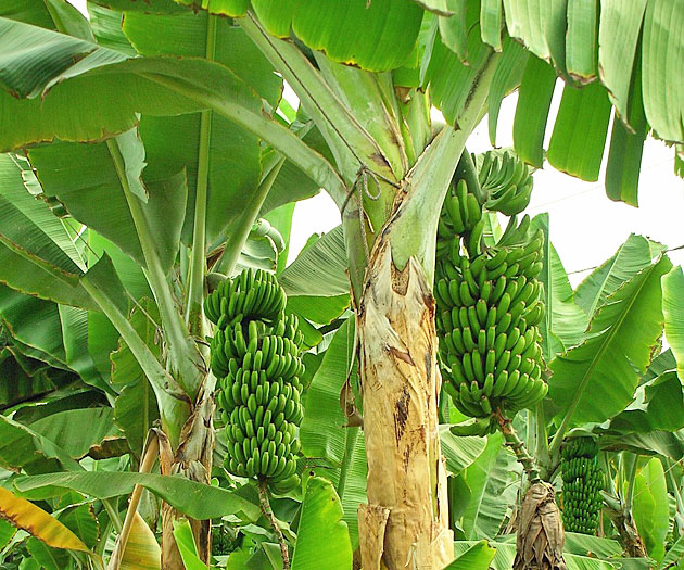 Abbildung 2: Bananenplantage, Archivbild: Alfred Meyer/Pixabay.