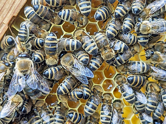 Honigbienen auf der Wabe.