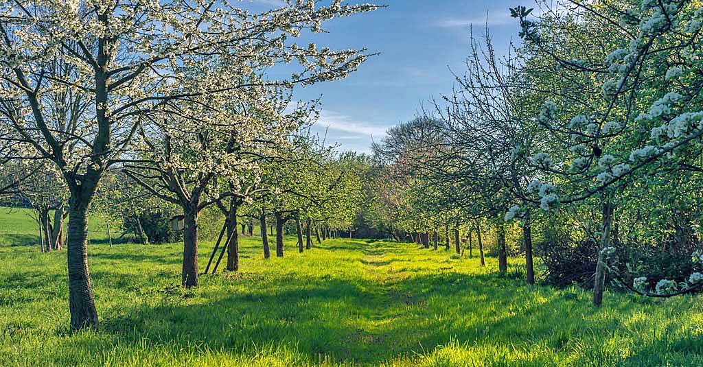 Abbildung 1: Streuobstwiese im Frühling, Foto: Michael Strobel/Pixabay, CC0 Public Domain.