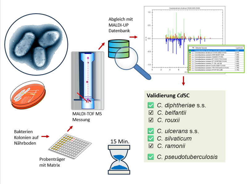 Schematischer Ablaufplan der MALDI-TOF MS Identifizierung von Corynebacterien mit der MALDI-UP Datenbank.